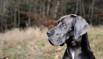 great-dane-2973438_1920